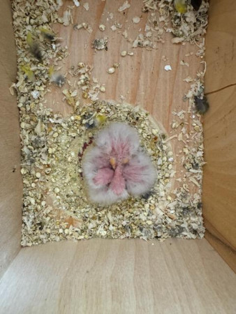 Neoféma modrohlavá