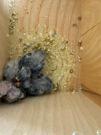 Neoféma modrohlavá