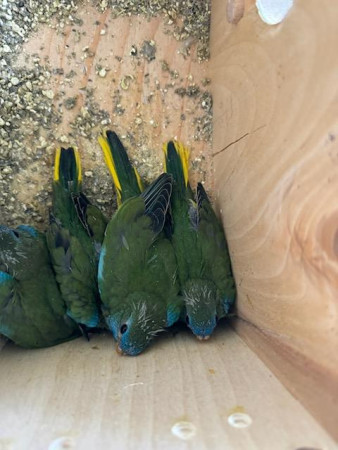 Neoféma modrohlavá