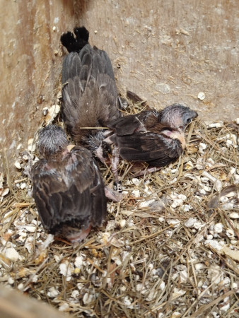 Chůvička japonská