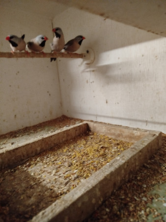 Pásovník dlouhoocasý červenozobý