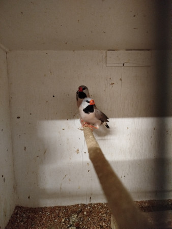 Pásovník dlouhoocasý červenozobý