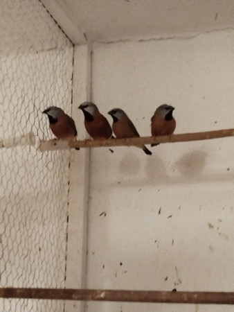 Pásovník krátkoocasý