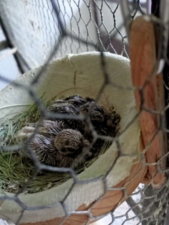 Holoubek diamantový